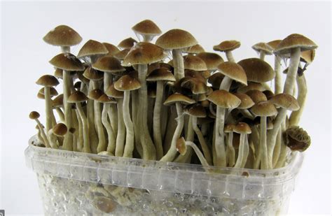 The Connection Between Magic Mushroom Spores and Psychedelic Experiences